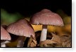 paddenstoel paddenstoelen paddestoel paddestoelen schimmel zwam schimmels zwammen hdr paddo paddos champignon champignons herfst najaar